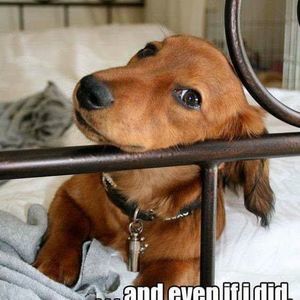 Meet your Posher, Annie